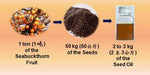 Seabuckthorn Seed Organic