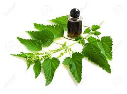 Nettle  Organic Botanical Extract