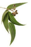 Eucalyptus Blue Mallee Essential Oil