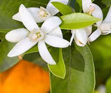 Neroli Essential Oil