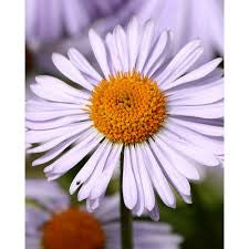 3% Chamomile Blue in  Jojoba