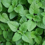 Melissa (Lemon Balm) Commercial Grade