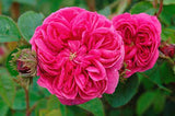 Rose Damask Absolute India