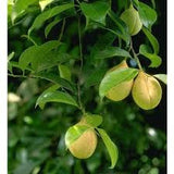 Elemi Essential Oil
