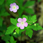 Geranium  Oil (Commercial Grade)