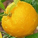 Yuzu Fragrance