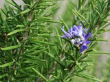 Rosemary Essential Oil Commercial Grade