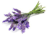 Lavender Essential Oil Bulgaria Organic