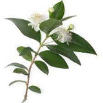 Lemon Myrtle  Hydrosol