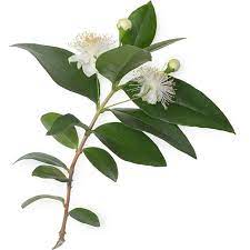 Lemon Myrtle  Hydrosol