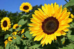 Sunflower Lecithin Liquid Organic